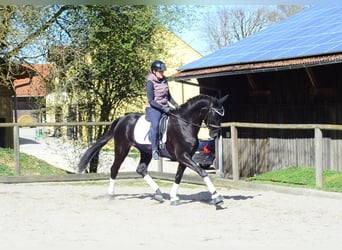 Koń hanowerski, Klacz, 4 lat, 167 cm, Kara