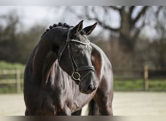 Koń hanowerski, Klacz, 4 lat, 167 cm, Kara