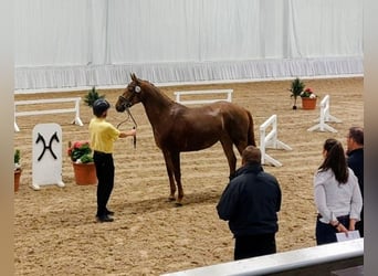 Koń hanowerski, Klacz, 4 lat, 167 cm, Kasztanowata