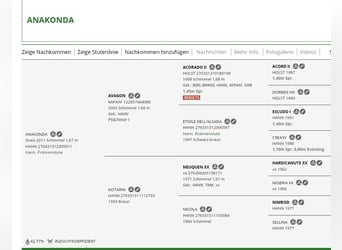Koń hanowerski, Klacz, 4 lat, 167 cm, Siwa