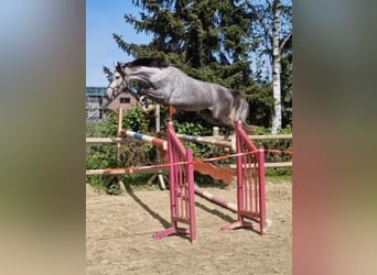 Koń hanowerski, Klacz, 4 lat, 167 cm, Siwa