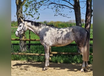 Koń hanowerski, Klacz, 4 lat, 167 cm, Siwa