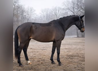 Koń hanowerski, Klacz, 4 lat, 167 cm, Skarogniada