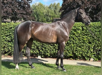 Koń hanowerski, Klacz, 4 lat, 168 cm, Ciemnogniada