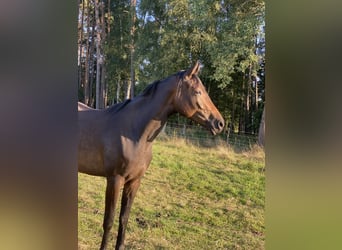 Koń hanowerski, Klacz, 4 lat, 168 cm, Ciemnogniada