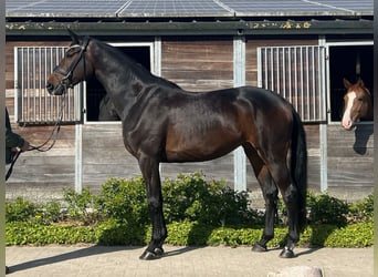 Koń hanowerski, Klacz, 4 lat, 168 cm, Ciemnogniada