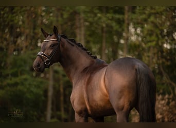 Koń hanowerski, Klacz, 4 lat, 168 cm, Ciemnogniada
