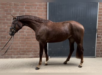 Koń hanowerski, Klacz, 4 lat, 168 cm, Ciemnokasztanowata
