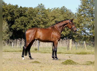Koń hanowerski, Klacz, 4 lat, 168 cm, Gniada