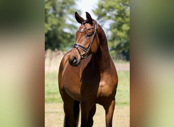 Koń hanowerski, Klacz, 4 lat, 168 cm, Gniada