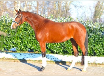 Koń hanowerski, Klacz, 4 lat, 168 cm, Gniada