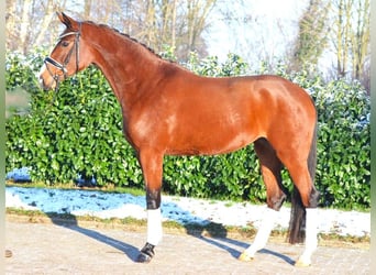 Koń hanowerski, Klacz, 4 lat, 168 cm, Gniada