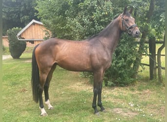 Koń hanowerski, Klacz, 4 lat, 168 cm, Gniada