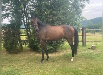Koń hanowerski, Klacz, 4 lat, 168 cm, Gniada
