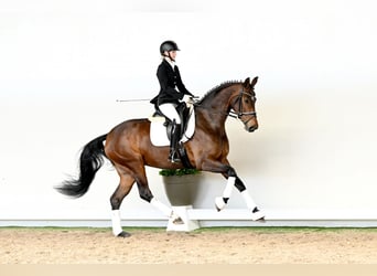 Koń hanowerski, Klacz, 4 lat, 168 cm, Gniada