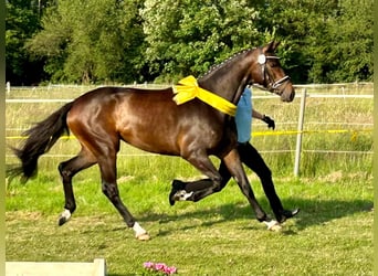 Koń hanowerski, Klacz, 4 lat, 168 cm, Gniada