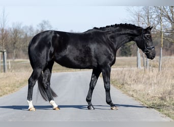 Koń hanowerski, Klacz, 4 lat, 168 cm, Kara