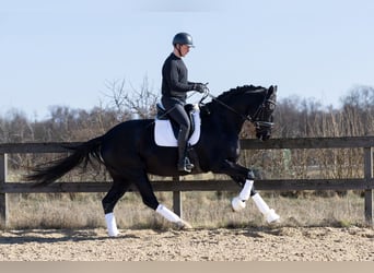 Koń hanowerski, Klacz, 4 lat, 168 cm, Kara