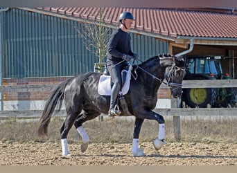 Koń hanowerski, Klacz, 4 lat, 168 cm, Kara