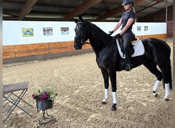 Koń hanowerski, Klacz, 4 lat, 168 cm, Kara