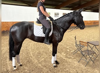 Koń hanowerski, Klacz, 4 lat, 168 cm, Kara