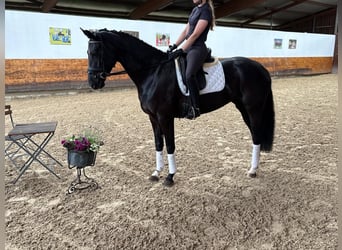 Koń hanowerski, Klacz, 4 lat, 168 cm, Kara