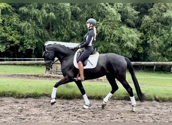Koń hanowerski, Klacz, 4 lat, 168 cm, Kara