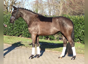 Koń hanowerski, Klacz, 4 lat, 168 cm, Kara