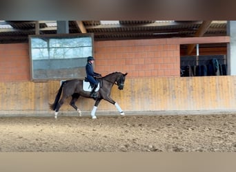 Koń hanowerski, Klacz, 4 lat, 168 cm, Kara