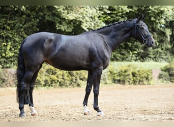Koń hanowerski, Klacz, 4 lat, 168 cm, Kara