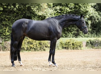 Koń hanowerski, Klacz, 4 lat, 168 cm, Kara