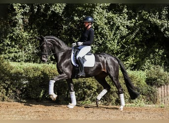 Koń hanowerski, Klacz, 4 lat, 168 cm, Kara