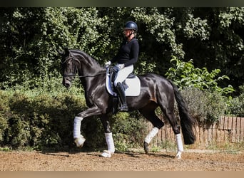 Koń hanowerski, Klacz, 4 lat, 168 cm, Kara