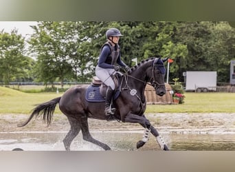 Koń hanowerski, Klacz, 4 lat, 168 cm, Kara