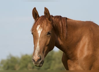 Koń hanowerski, Klacz, 4 lat, 168 cm, Kasztanowata