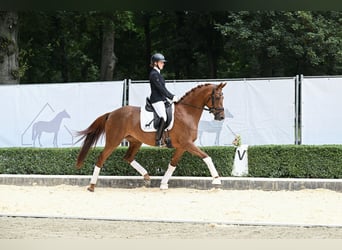 Koń hanowerski, Klacz, 4 lat, 168 cm, Kasztanowata