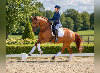 Koń hanowerski, Klacz, 4 lat, 168 cm, Kasztanowata