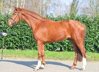 Koń hanowerski, Klacz, 4 lat, 168 cm, Kasztanowata