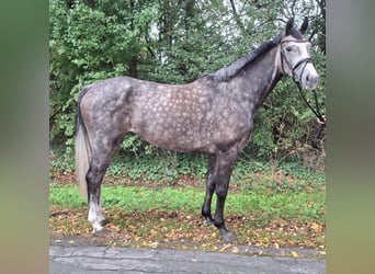 Koń hanowerski, Klacz, 4 lat, 168 cm, Siwa