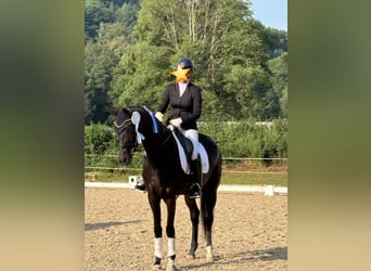 Koń hanowerski, Klacz, 4 lat, 168 cm, Skarogniada