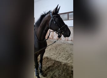 Koń hanowerski, Klacz, 4 lat, 168 cm, Skarogniada