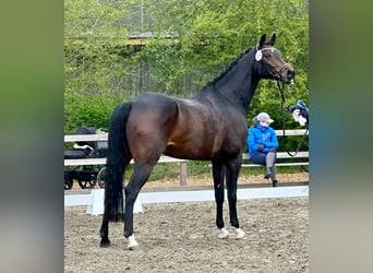 Koń hanowerski, Klacz, 4 lat, 169 cm, Ciemnogniada