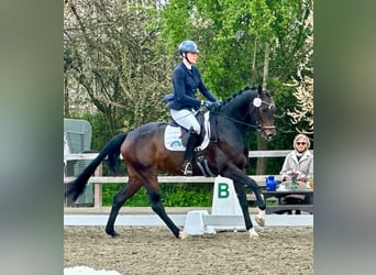 Koń hanowerski, Klacz, 4 lat, 169 cm, Ciemnogniada