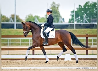 Koń hanowerski, Klacz, 4 lat, 169 cm, Ciemnogniada