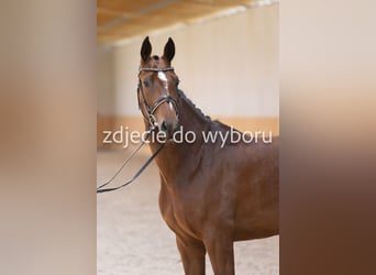 Koń hanowerski, Klacz, 4 lat, 169 cm, Gniada