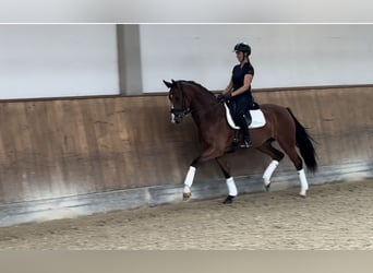 Koń hanowerski, Klacz, 4 lat, 169 cm, Gniada