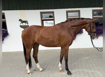 Koń hanowerski, Klacz, 4 lat, 169 cm, Gniada