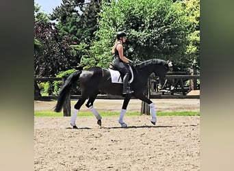 Koń hanowerski Mix, Klacz, 4 lat, 169 cm, Kara