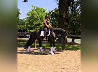 Koń hanowerski Mix, Klacz, 4 lat, 169 cm, Kara