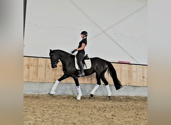 Koń hanowerski Mix, Klacz, 4 lat, 169 cm, Kara